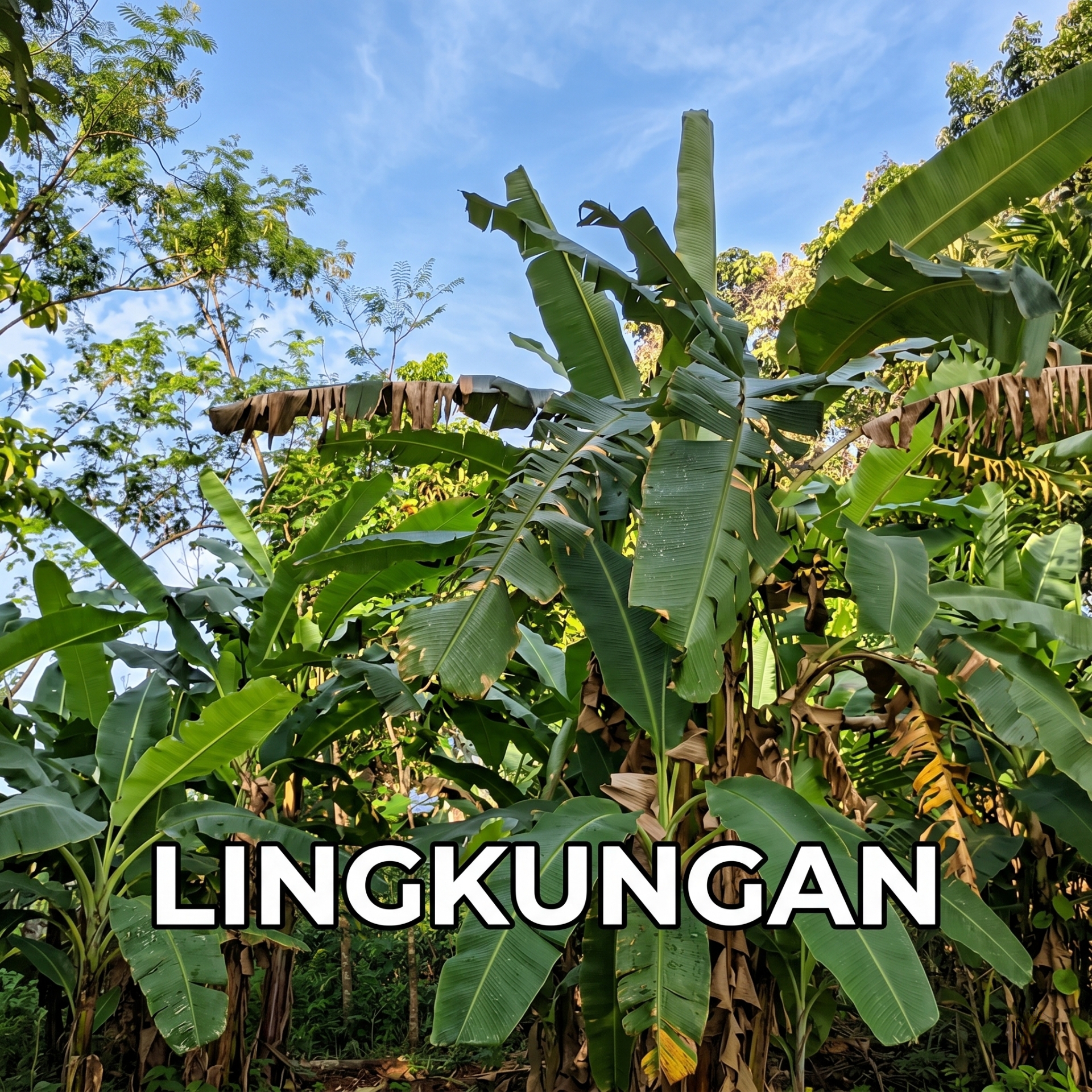 Lingkungan